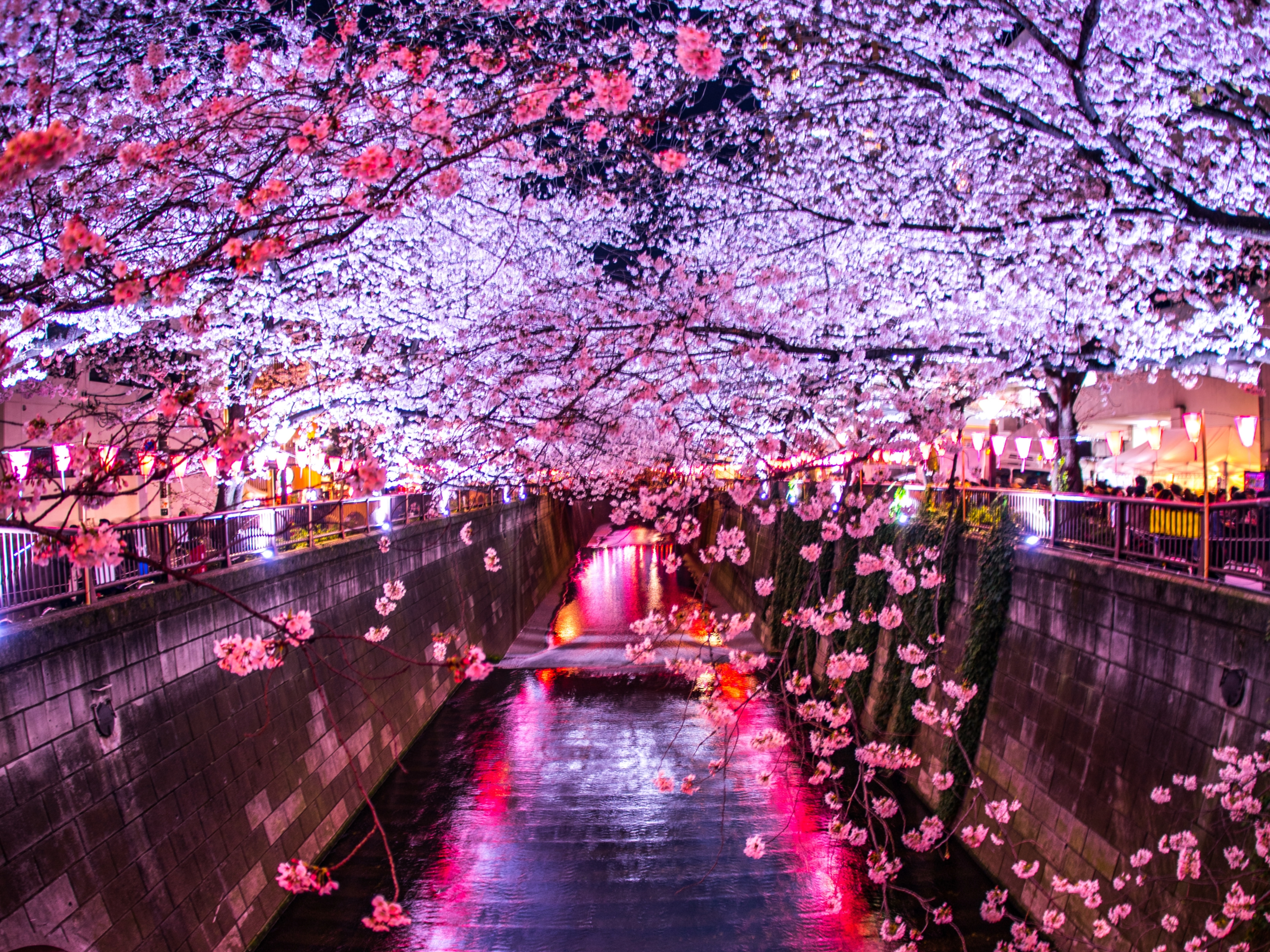 sakura at night